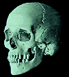halloween-skull.gif (5809 bytes)